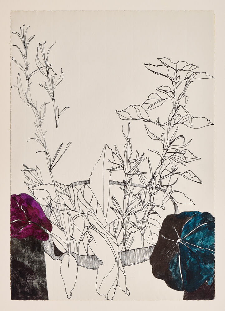 botanicals kräuter tulpen 2020 ink on paper 30×21cm — sabine steinmair