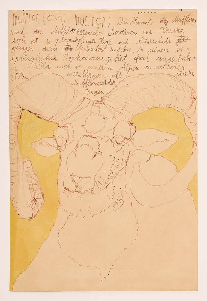 tiere mufflon 2012 ink on paper 24×16cm — sabine steinmair