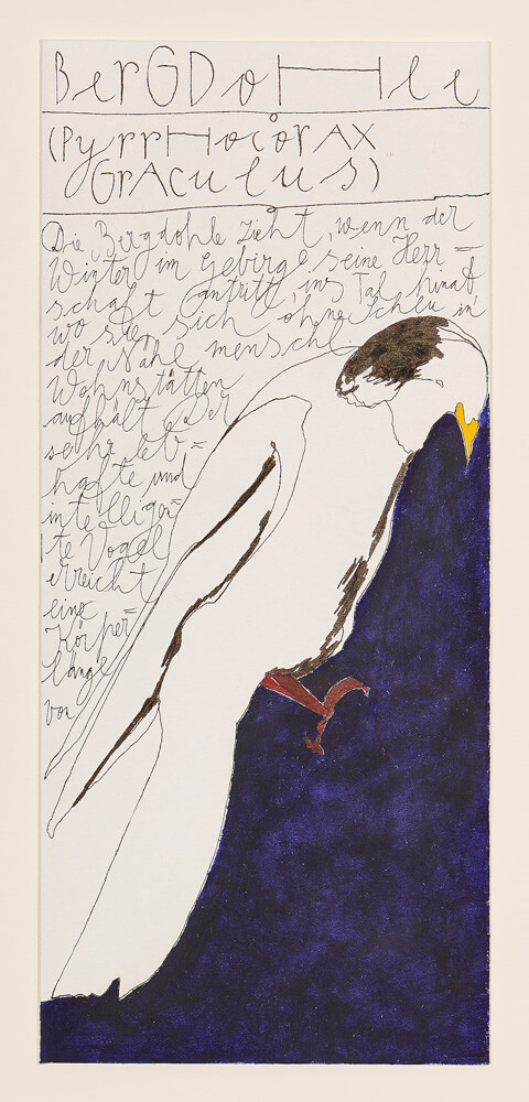 tiere bergdohle 2013 ink on paper 21×9cm — sabine steinmair