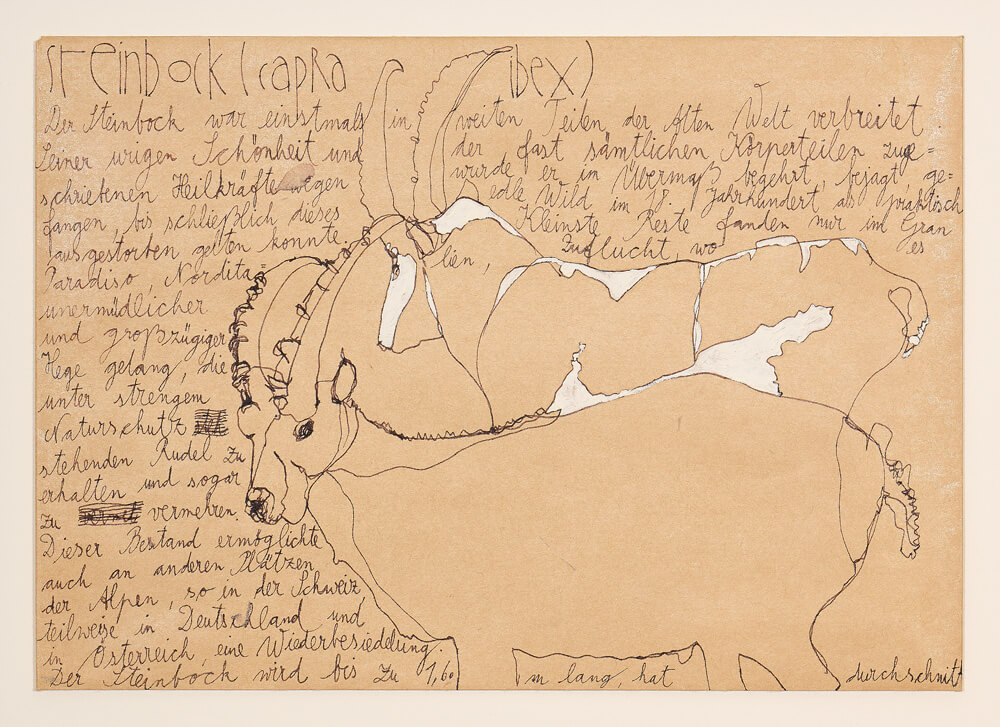 tiere steinbock 2012 ink on paper 23×16cm — sabine steinmair